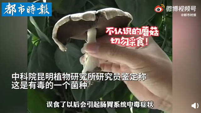 傳送帶輸送帶廠家：神奇！昆明一辦公室內(nèi)竟長出有毒蘑菇